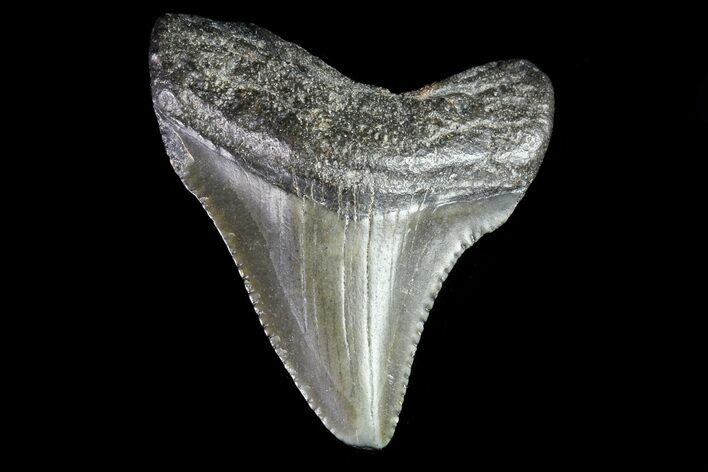 Juvenile Megalodon Tooth - Georgia #83668